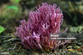 Attēlu rezultāti vaicājumam “Clavulina amethystina”