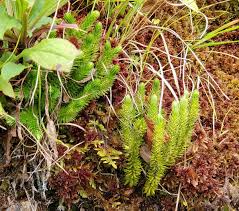 Attēlu rezultāti vaicājumam “Lycopodiaceae”