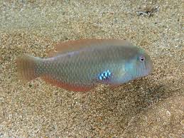 Image result for Xyrichtys novacula