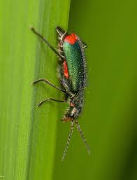 Attēlu rezultāti vaicājumam “Pantilius tunicatus imago”