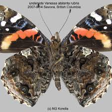 Attēlu rezultāti vaicājumam “Vanessa atalanta underside”