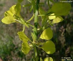 Attēlu rezultāti vaicājumam “Sinapis arvensis flower”
