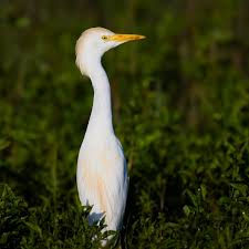 Attēlu rezultāti vaicājumam “Bubulcus ibis”