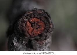 Attēlu rezultāti vaicājumam “Nectria sp., Neonectria sp.”