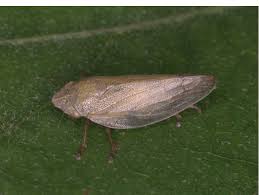 Attēlu rezultāti vaicājumam “Aphrophora salicina”