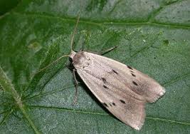 Attēlu rezultāti vaicājumam “Pelosia muscerda”