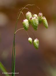 Attēlu rezultāti vaicājumam “Briza media fruit”