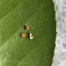 Attēlu rezultāti vaicājumam “Sphaerobolus stellatus”