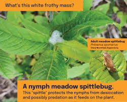 Attēlu rezultāti vaicājumam “Philaenus spumarius nymph”