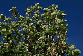 Attēlu rezultāti vaicājumam “Sorbus aria”