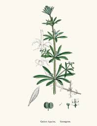 Image result for Galium aparine