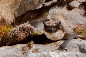 Attēlu rezultāti vaicājumam “Vespertilio murinus”