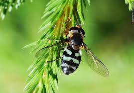 Attēlu rezultāti vaicājumam “Didea alneti”