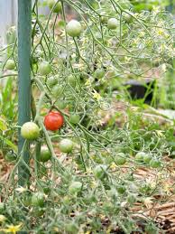 Afbeeldingsresultaat voor rose quartz tomato