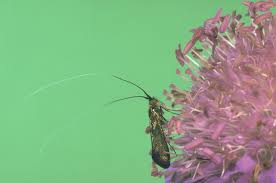 Attēlu rezultāti vaicājumam “Nemophora metallica”