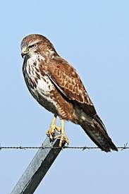 Attēlu rezultāti vaicājumam “Buteo buteo”