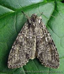 Attēlu rezultāti vaicājumam “Polia nebulosa”