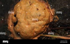 Attēlu rezultāti vaicājumam “Fuligo leviderma”