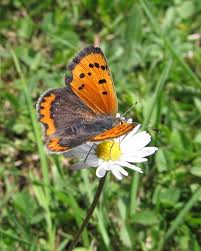 Attēlu rezultāti vaicājumam “Lycaena phlaeas male”
