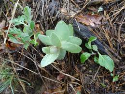 Attēlu rezultāti vaicājumam “Hylotelephium maximum”