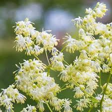 Attēlu rezultāti vaicājumam “Thalictrum”