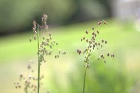 Attēlu rezultāti vaicājumam “Briza media bud”