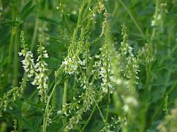 Attēlu rezultāti vaicājumam “Melilotus albus”