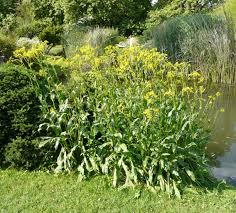 Attēlu rezultāti vaicājumam “Jacobaea paludosa”