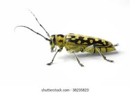 Attēlu rezultāti vaicājumam “Saperda scalaris”