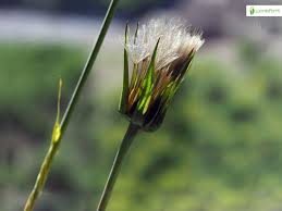 Attēlu rezultāti vaicājumam “Tragopogon pratensis subsp. pratensis bud”