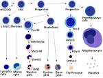 File:Blood cells differentiation chart.jpg - Wikimedia Commons - via Daymix