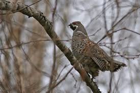 Attēlu rezultāti vaicājumam “Tetrastes bonasia juvenile”