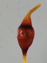 Attēlu rezultāti vaicājumam “Hymenostylium recurvirostrum macro”