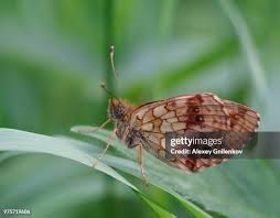 Attēlu rezultāti vaicājumam “Brenthis ino”