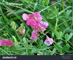 Attēlu rezultāti vaicājumam “Lathyrus tuberosus flower”