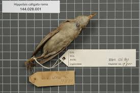 Image result for Hippolais caligata