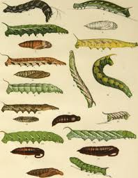 Attēlu rezultāti vaicājumam “Sphingidae”