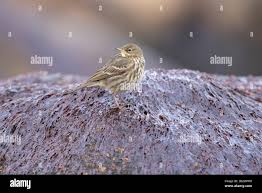 Attēlu rezultāti vaicājumam “Anthus petrosus adult”