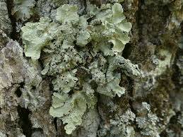 Attēlu rezultāti vaicājumam “Punctelia subrudecta”