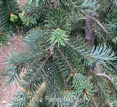 Attēlu rezultāti vaicājumam “Pseudotsuga menziesii fruit”