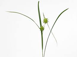 Attēlu rezultāti vaicājumam “Carex panicea flower”