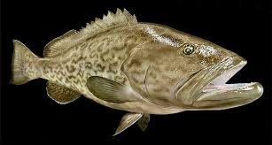 Image result for Mycteroperca phenax