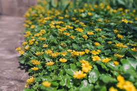 Attēlu rezultāti vaicājumam “Ranunculus auricomus flower”