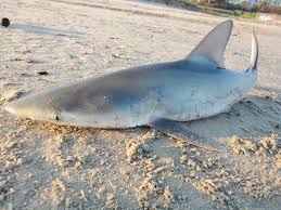 Image result for Rhizoprionodon terraenovae