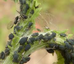 Attēlu rezultāti vaicājumam “Aphis jacobaeae”