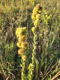 Attēlu rezultāti vaicājumam “Lophozia capitata”