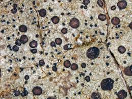 Attēlu rezultāti vaicājumam “Cliostomum corrugatum”