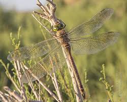 Attēlu rezultāti vaicājumam “Anax parthenope”