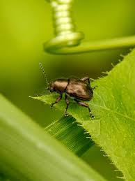 Attēlu rezultāti vaicājumam “Alticinae”