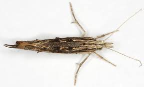 Attēlu rezultāti vaicājumam “Ypsolopha scabrella”